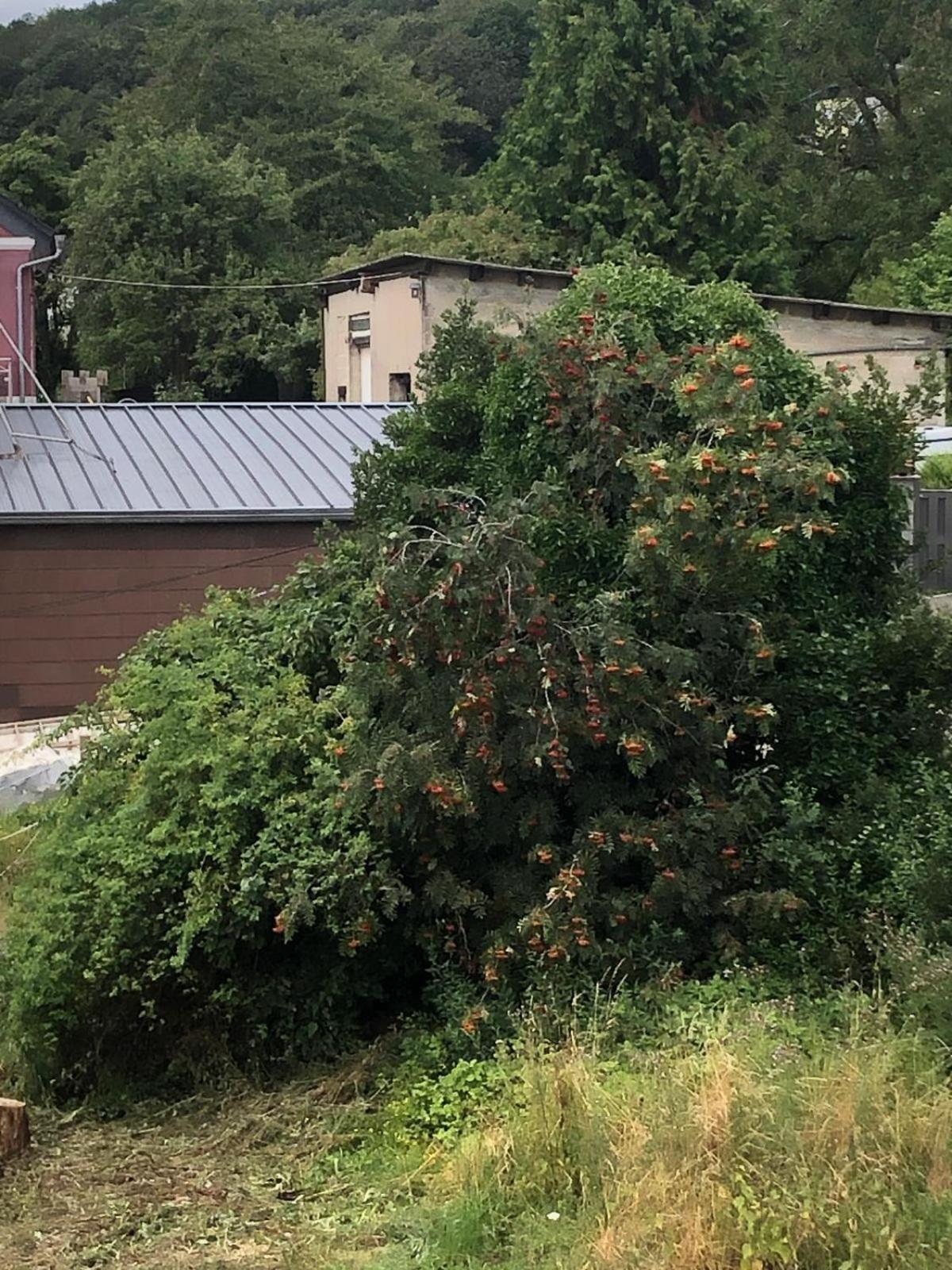 Neu Renovierte Wohnung In Alter Schule Hattgenstein المظهر الخارجي الصورة