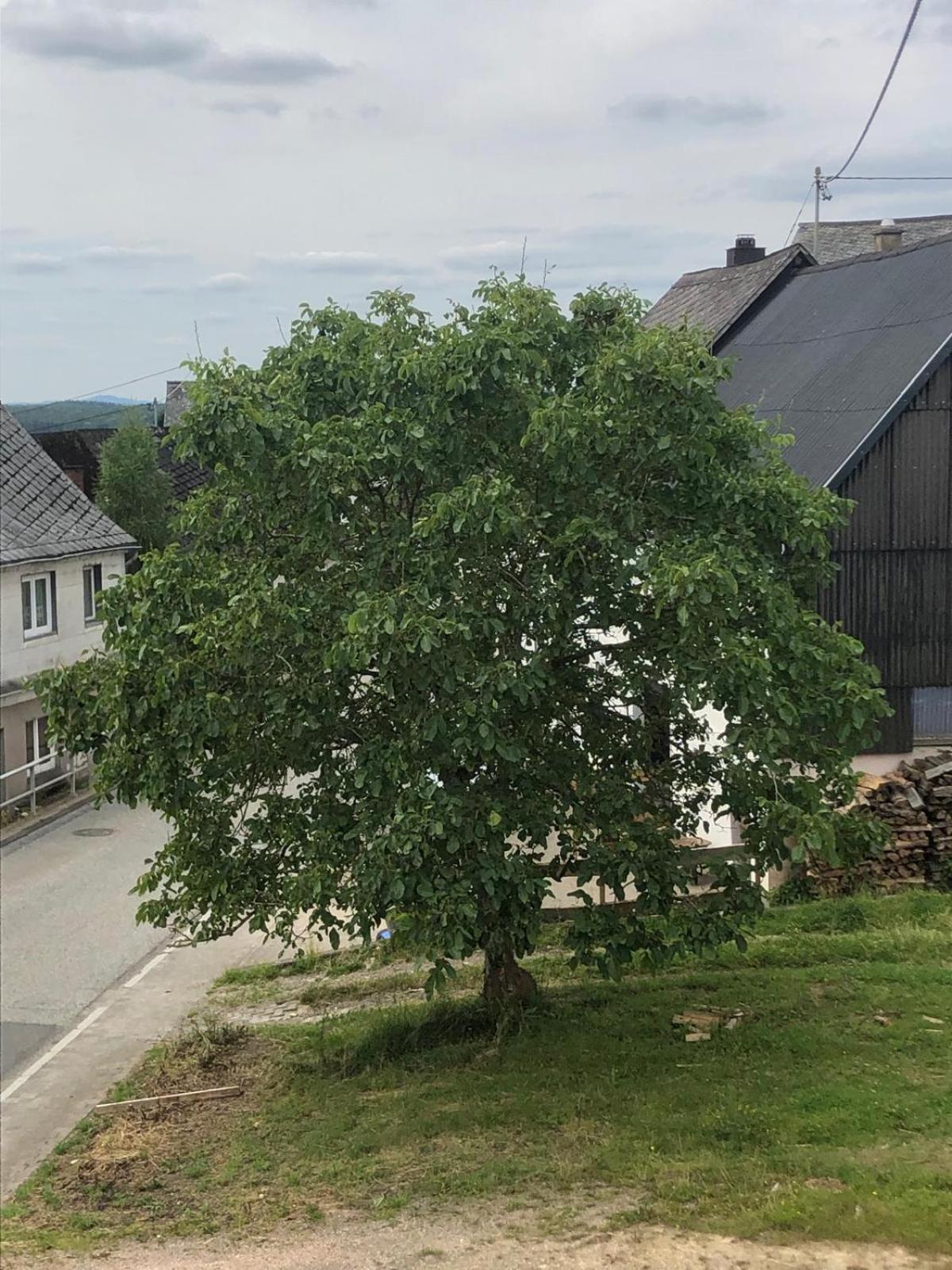 Neu Renovierte Wohnung In Alter Schule Hattgenstein المظهر الخارجي الصورة